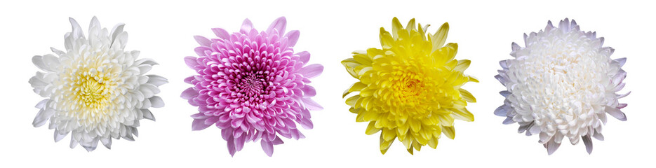 Macro photo set white, yellow, pink сhrysanthemum flower on white isolated background.