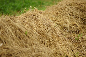 haystack close-up view in a green field