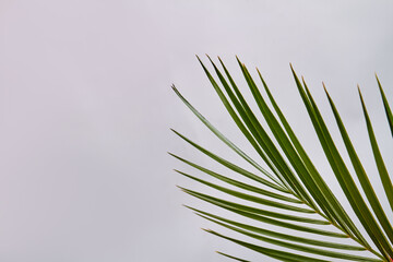 Green plant isolated on white. Straight sharp leaves.