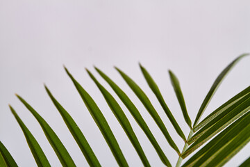 Straight sharp leaves. Isolated on white background.