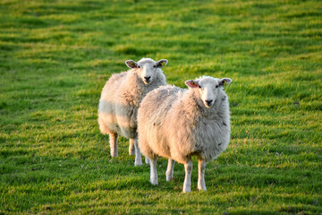 Fototapeta premium Sheep Grazing in Meadow at Vibrant Sunset