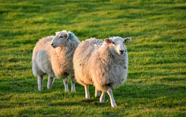 Fototapeta premium Sheep in Meadow at Sunset, Ireland
