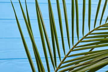 Close-up long palm leaves. Turquoise wooden desk.