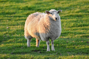 Sheep in Meadow at Sunset, Ireland