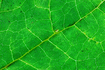 Background of a texture of a green and yellow colorful autumn leaf