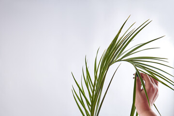 Female hand touching plant. Isolated on white background.