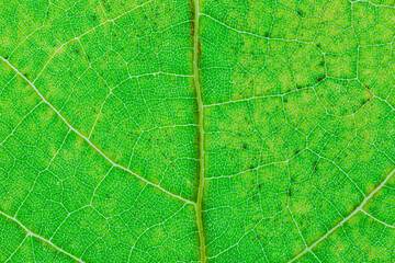 Background of a texture of a green and yellow colorful autumn leaf
