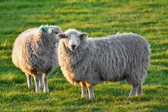 Sheep in Meadow at Sunset, Ireland