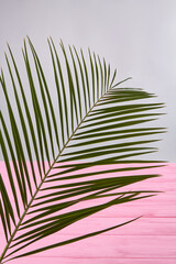 Green plant with slim leaves. Vertical shot. Pink wooden desk on the background.