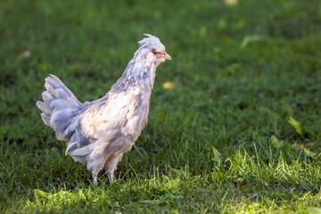 young chicken