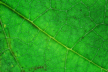 Background of a texture of a green and yellow colorful autumn leaf
