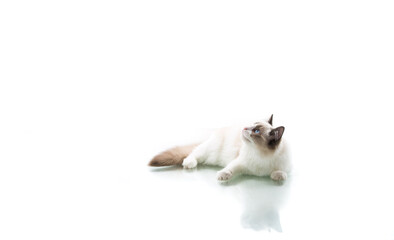 Young beautiful Ragdoll cat on white background