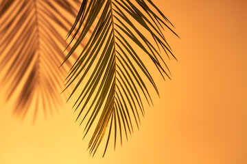 Palm heaves and sunset background. Beach and resort concept.
