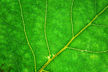 Background of a texture of a green and yellow colorful autumn leaf