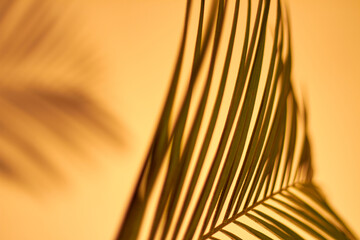 Close-up thin long palm leaves. Orange background and evening sunset.