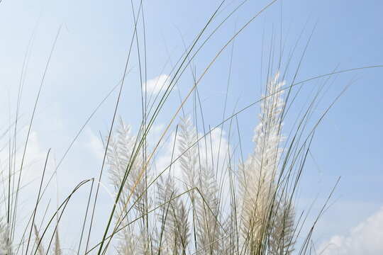 Kans Grass or Kash Phool or Saccharum spontaneum in Nature with selective focus