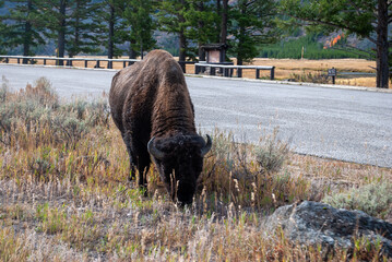Yellowstone National Park Geyser Buffalo