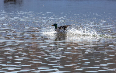 Wild ducks on an open water reservoir on a winter day.