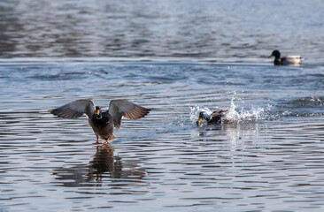 Wild ducks on an open water reservoir on a winter day.