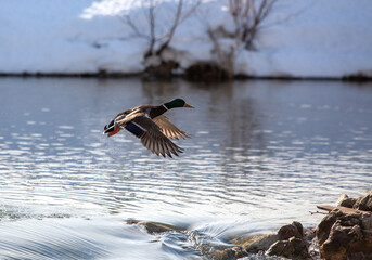 Wild ducks on an open water reservoir on a winter day.