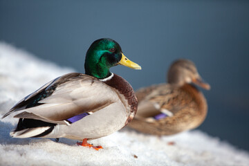 Wild ducks on an open water reservoir on a winter day.