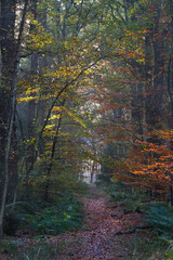 Narrow path through a forest in autumn colors, sunlit brown and yellow leaves of Beech 
