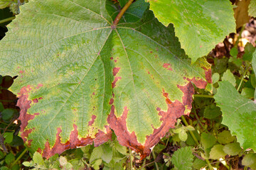 Autumn Grape Leaf 07