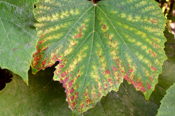 Autumn Grape Leaf 09