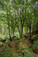 Bosco in val Masino, Lombardia