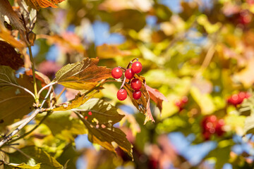 Bunch of bright ripe viburnum berries with green and red leaves is on a blue sky background in autumn