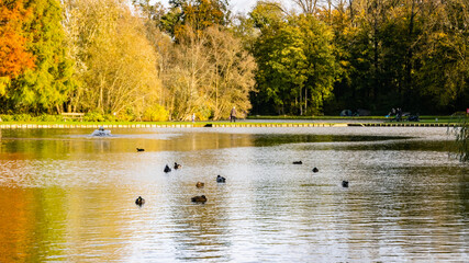 Fototapeta premium Parc du domaine provincial d'Hélécine avec quelques canards qui pataugent 