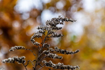 Jesienne krajobrazy Podlasia, Polska © podlaski49