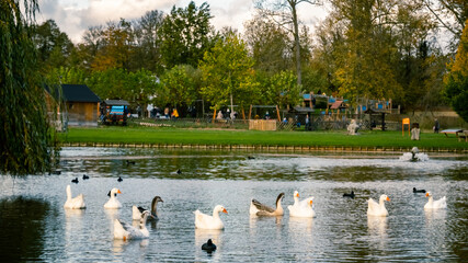 Parc du domaine provincial d'Hélécine avec quelques oies qui pataugent 
