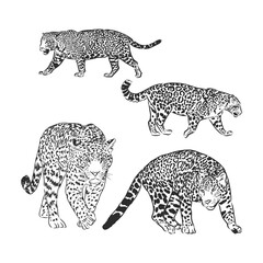 Black and white vector sketch of walks Jaguar. Jaguar animal vector sketch illustration