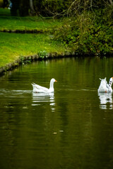 Oie cygnoïde au domaine provincial d'Hélécine