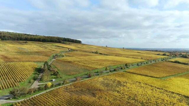 Aerial view, flight at golden vineyards in autumn from above, Rheingau, region, Oestrich-Winkel, Walluf, Martinsthal, Hesse, Germany
