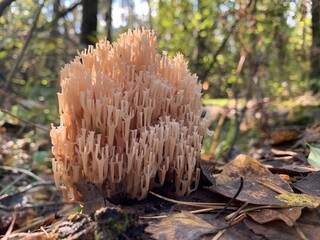 Toadstool mushrooms on a tree stump in an autumn deciduous forest. A dangerous fungus grows on tree branches. Concept: poisonous mushrooms, poisoning