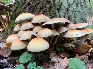 Toadstool mushrooms on a tree stump in an autumn deciduous forest. A dangerous fungus grows on tree branches. Concept: poisonous mushrooms, poisoning