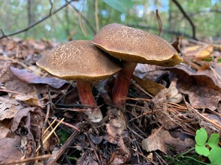 Edible mushroom in the autumn deciduous forest. Edible mushrooms among the leaves in the park. Concept: mushroom season