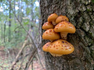 Toadstool mushrooms on a tree stump in an autumn deciduous forest. A dangerous fungus grows on tree branches. Concept: poisonous mushrooms, poisoning