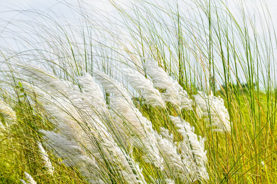 Kans Grass or Kash Phool or Saccharum spontaneum in Nature with selective focus