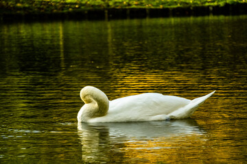 Cygne peu farouche photographié en pleine nature au domaine provincial d'Hélécine