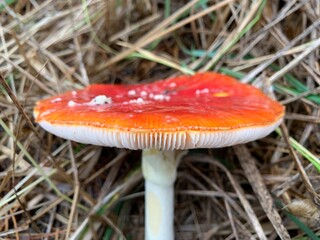 Toadstool mushroom in the autumn deciduous forest. Dangerous mushrooms among the leaves in the...