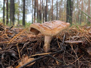Toadstool mushroom in the autumn deciduous forest. Dangerous mushrooms among the leaves in the park. Concept: poisonous mushrooms, poisoning