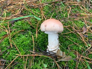 Toadstool mushrooms in the autumn deciduous forest. Dangerous mushroom among the leaves in the park. Concept: poisonous mushrooms, poisoning