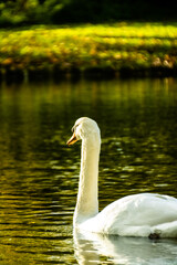 Fototapeta premium Cygne peu farouche photographié en pleine nature au domaine provincial d'Hélécine