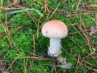 Toadstool mushrooms in the autumn deciduous forest. Dangerous mushroom among the leaves in the park. Concept: poisonous mushrooms, poisoning