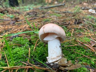 Toadstool mushrooms in the autumn deciduous forest. Dangerous mushroom among the leaves in the park. Concept: poisonous mushrooms, poisoning