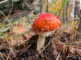 Toadstool mushroom in the autumn deciduous forest. Dangerous mushrooms among the leaves in the park. Concept: poisonous mushrooms, poison