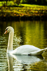 Fototapeta premium Cygne peu farouche photographié en pleine nature au domaine provincial d'Hélécine